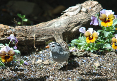White-crown commonly on ground