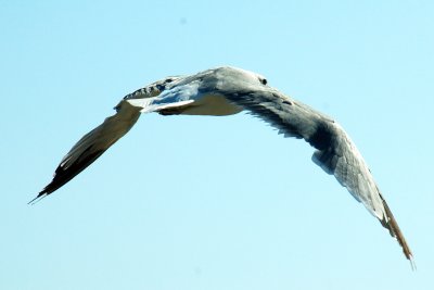Seagull pretending to be B1 bomber