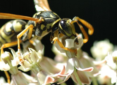 bee14.jpg