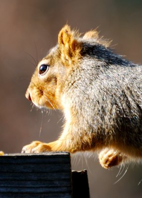 squirrel10.jpg