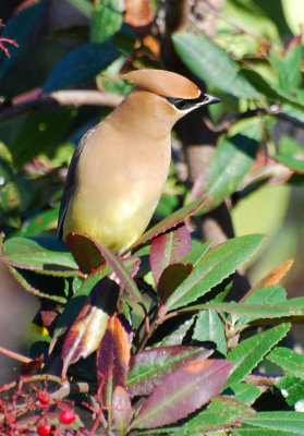 Cedar Waxwing