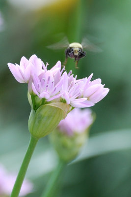 flowernew3.jpg