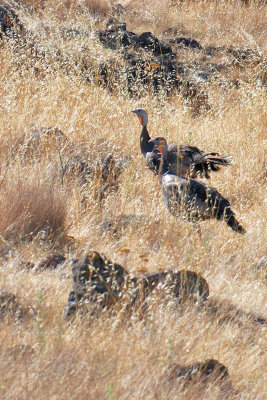 Wild Turkeys...everywhere