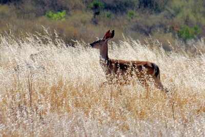 Deer aplenty but bashful.