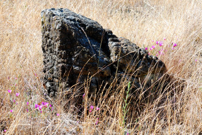 Santa Teresa County Park