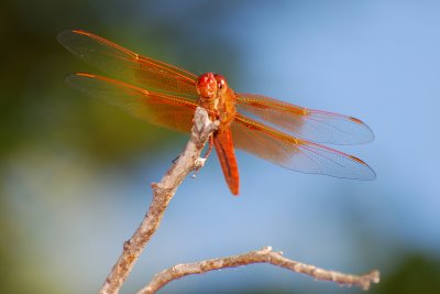 bugnew6.jpg