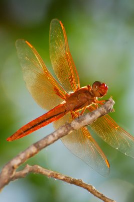bugnew7.jpg