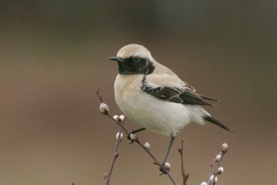 Birds / Vogels