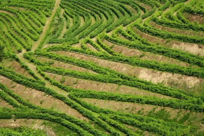 Vineyards