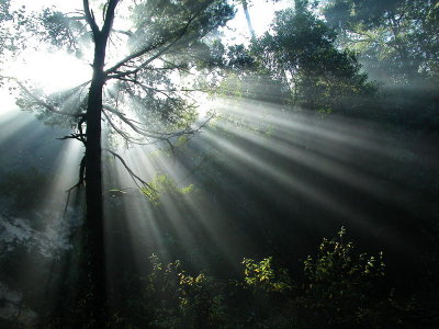 Forest rays