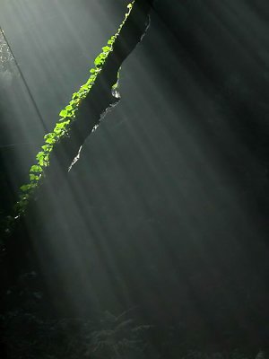 DSCNs414