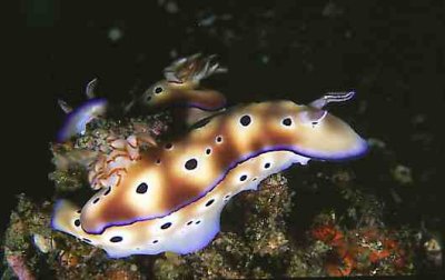 Nudi0H.jpg