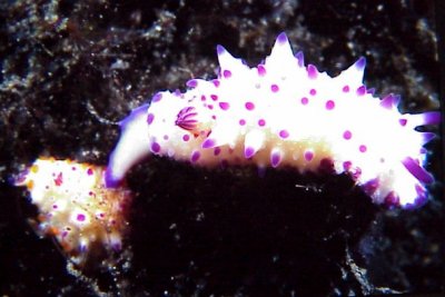 Nudi13H.jpg