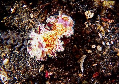 Nudi16V.jpg