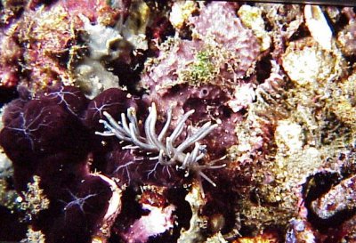 Nudi17bH.jpg