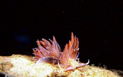 Nudi19H.jpg