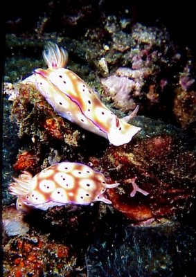 Nudi20H.jpg