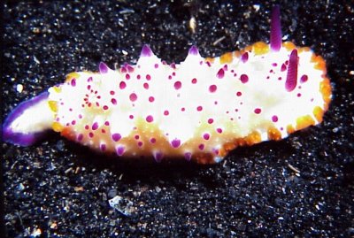 Nudi4H.jpg