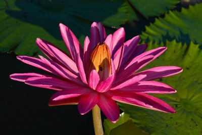 Singapore Botanical Gardens