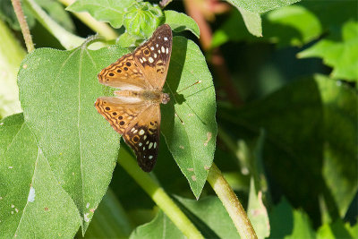 Hackberry Emperor.jpg