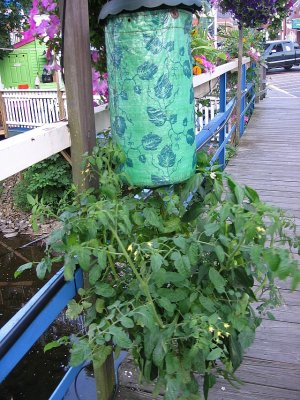 Interesting way to grow a tomato plant
