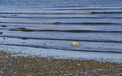 Lincolnville Beach