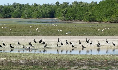 cormorants
