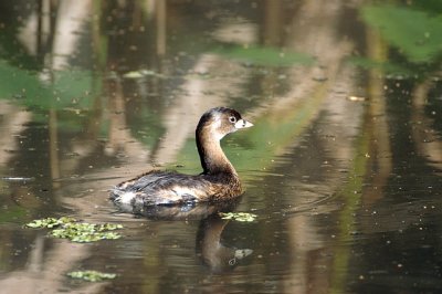 Grebe