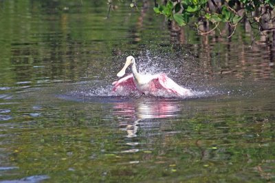 spoonbill bathing