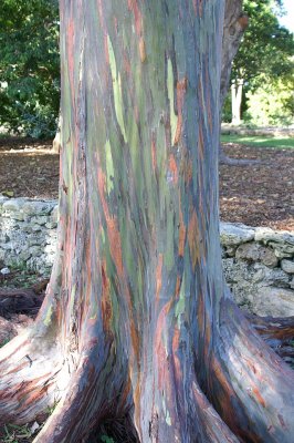 Rainbow Eucaplyptus