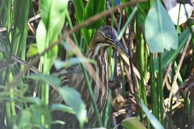 American Bittern