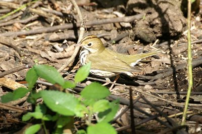 ovenbird.