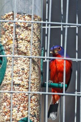 Painted bunting.