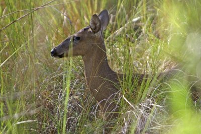 deer