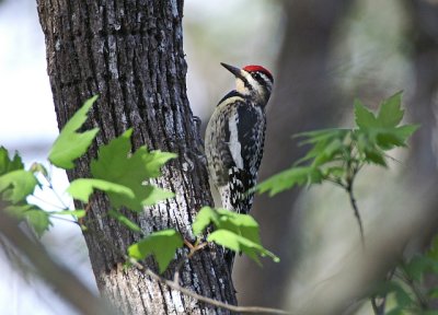 Yellow Bellied sapsucker
