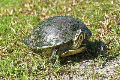 turtle - at Venice Rookery