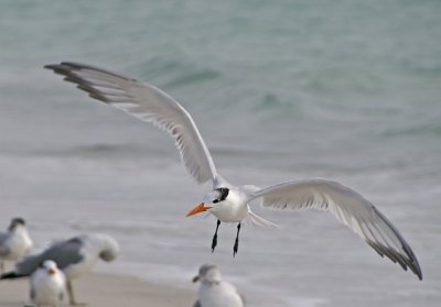 Royal Tern Landing