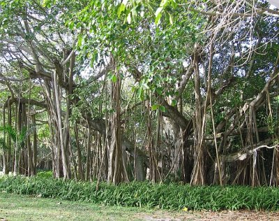 trees.