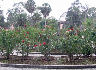 Rose garden