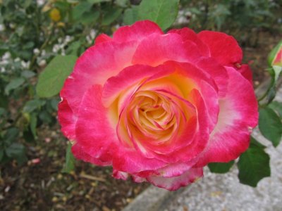 another rose.