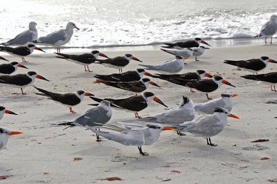 Sarasota Beach