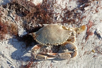 Sanibel Island Beach & other scenes