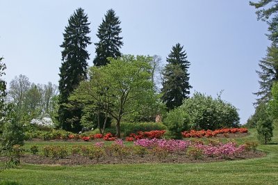 More Azaleas.