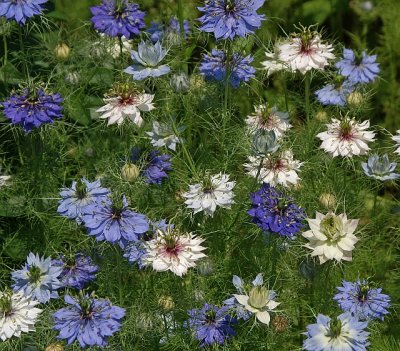 Mystery Flowers.