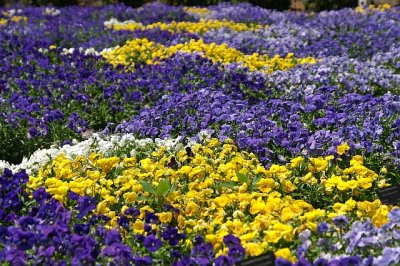 Pansy quilt closeup.