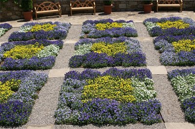 More pansies.