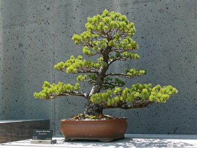 Bonsai.