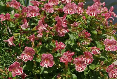 flowers.