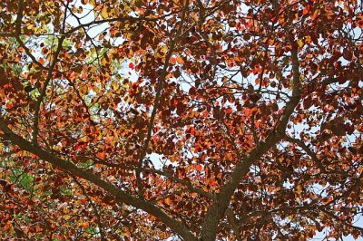 North Carolina Arboretum
