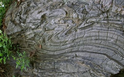 rock or tree trunk.